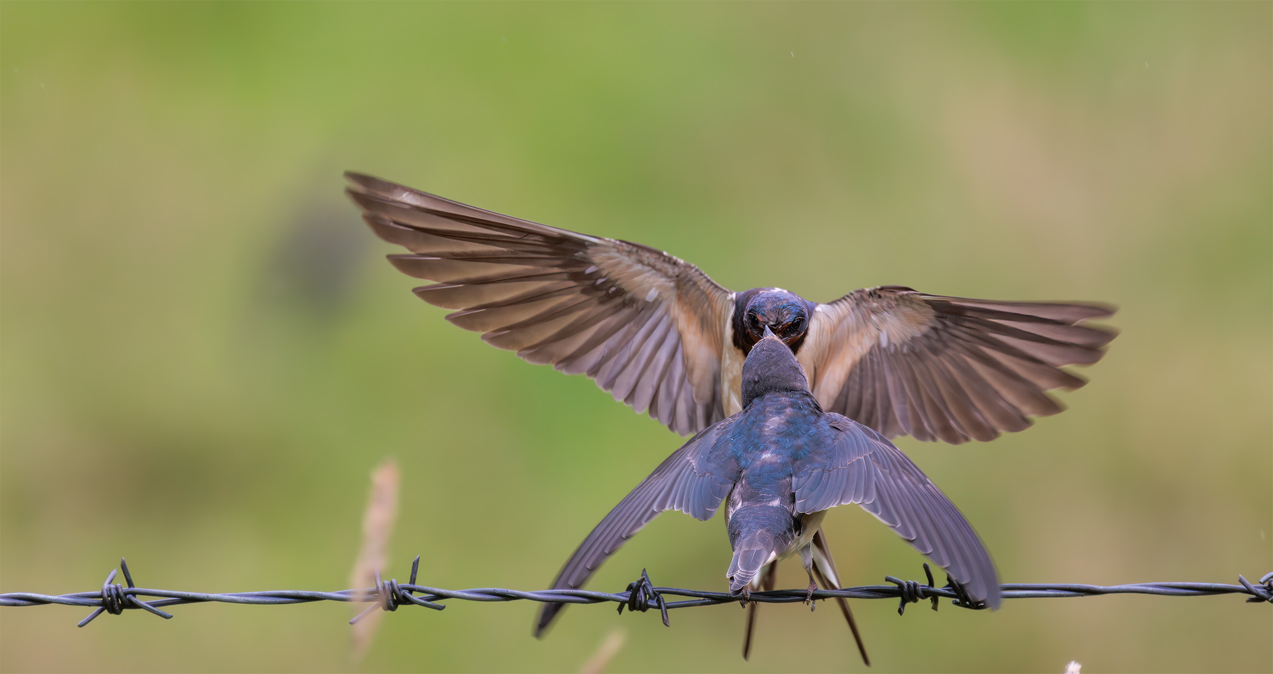 Hirundo rustica swallow scotland feeding young